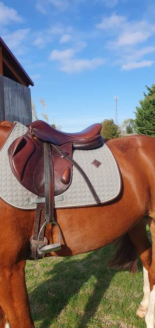 Sella da cross Eric Thomas  17.5" - 2012