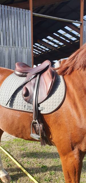 Sella da cross Eric Thomas  17.5" - 2012