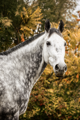 Castrone Anglo-Arabo In vendita 2017 Grigio