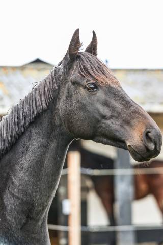 Castrone Purosangue In vendita 2022 Nero