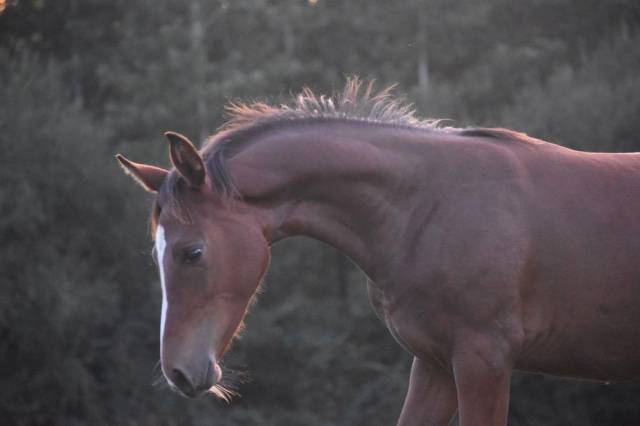 Puledra Sella Francese In vendita 2024 Baio scuro ,  cristallo