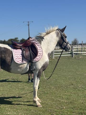 Sella da salto ostacoli CWD  17" - 2024