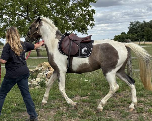 Sella da salto ostacoli CWD  17" - 2024
