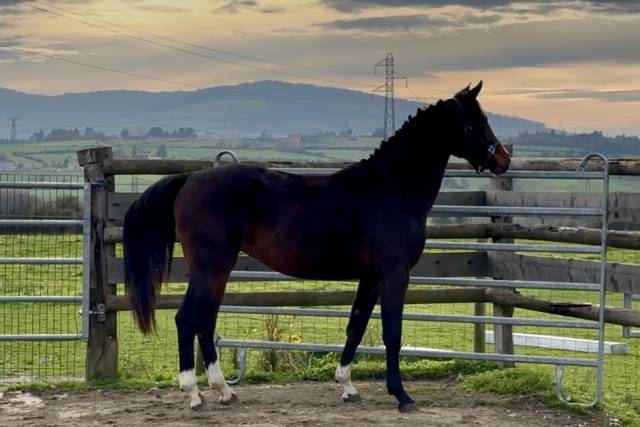 Cavalla KWPN Cavallo da Sport Neerlandese In vendita 2023 Baio scuro