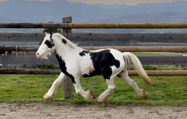 Cavalla Cob Irlandese In vendita 2020 Pezzato