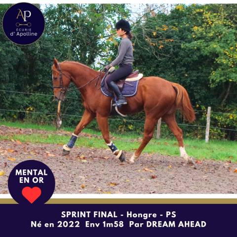 Castrone Purosangue In vendita 2022 Sauro