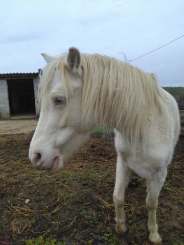 Cavalla Welsh Part Bred In vendita 2015 Crema