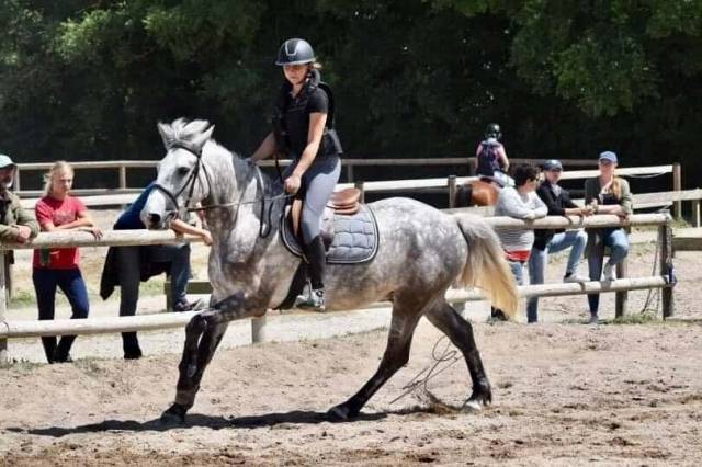 Sella mista Jump in One 17.5" - 2011