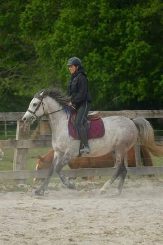 Sella mista Jump in One 17.5" - 2011