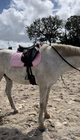 Sella mista Forestier  17" - 2023