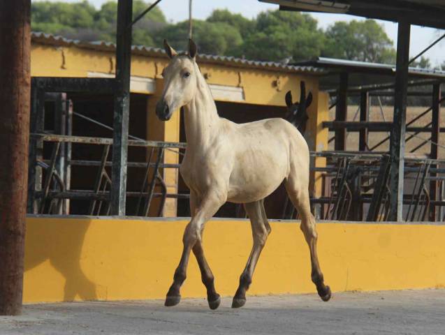Puledra PRE Andaluso In vendita 2025 Isabella