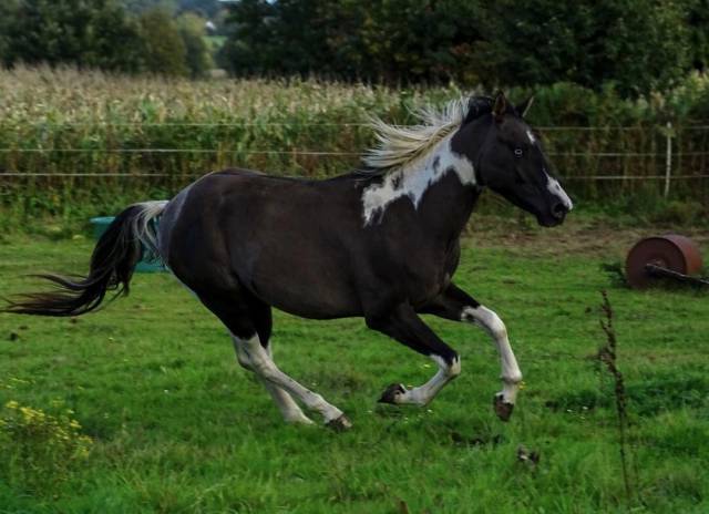 Mystic Sailor rascal kl  - Paint Horse 2022