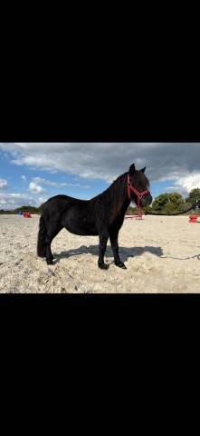 Castrone Shetland In vendita 2023 Nero