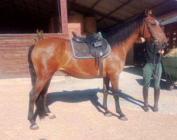 Cavalla Origine Non Constatata In vendita 2020 Baio