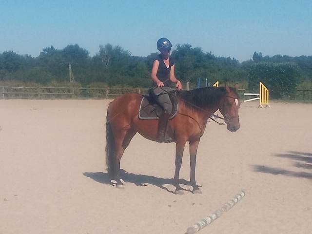 Cavalla Origine Non Constatata In vendita 2020 Baio