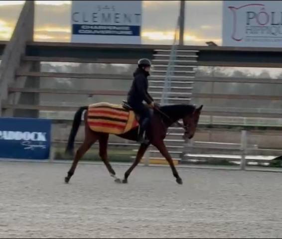 Castrone Purosangue In vendita 2023 Baio