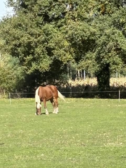 Cavalla Tiro Comtois In vendita 2019 Sauro ,  BIMBO DE LESCHAUD