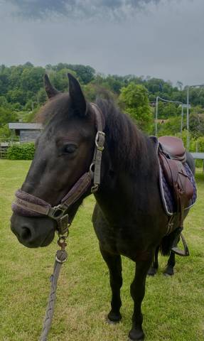 Castrone Origine Non Constatata In vendita 2023 Baio scuro