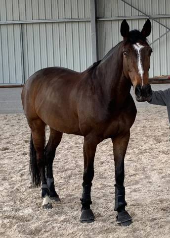 Cavalla Sella Francese In vendita 2010 Baio scuro ,  Nouma d'Auzay