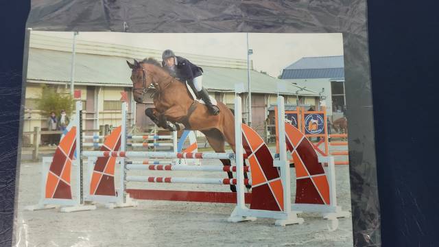 Castrone Sella Francese In vendita 2010 Baio ,  DIAMANT DE SEMILLY