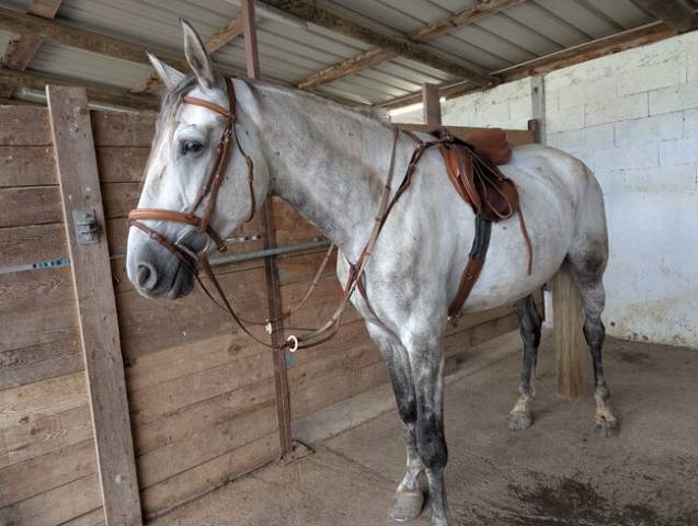 Altra sella   17" - 2023