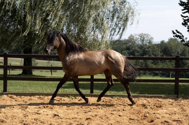 Lyowen Kal Kansas - Azteca 2021 ,  KANSAS LEO BRENNS