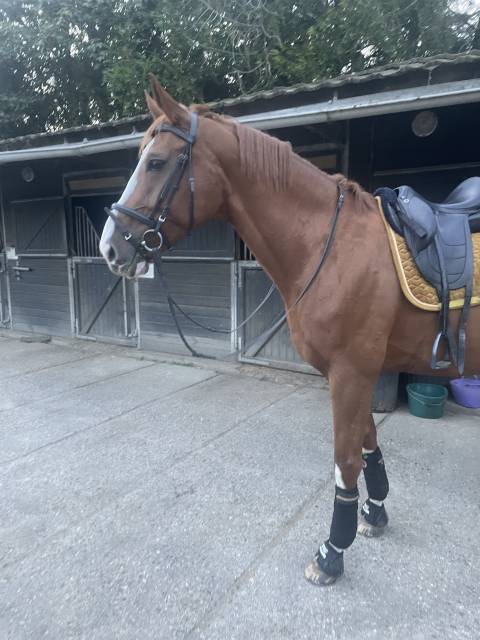 Sella da dressage Devoucoux  17.5" - 2022