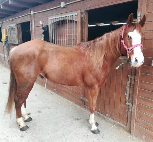 Castrone Quarter Horse In vendita 2015 Sorrel ,  WHIZIN TO THE TOP