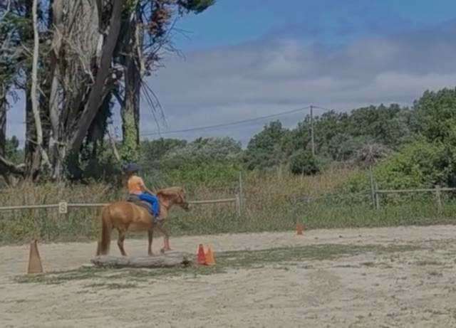 Cavalla Origine Non Constatata In vendita 2012 Sauro