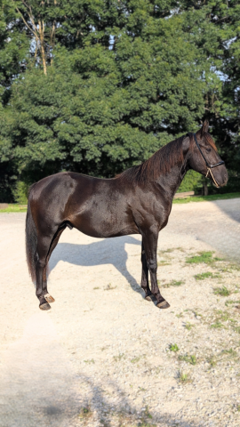 Intero Quarter Horse In vendita 2023 Nero