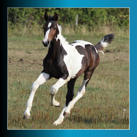 Puledro Cavallo da Sella In vendita 2025 Pezzato ,  Conte Bellini