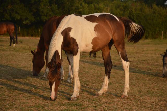 Castrone Cavallo da Sella In vendita 2025 Pezzato ,  Conte Bellini