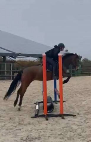 Cavalla Origine non conosciuta  In vendita 2019 Baio