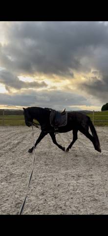 Intero PRE Andaluso In vendita 2021 Nero