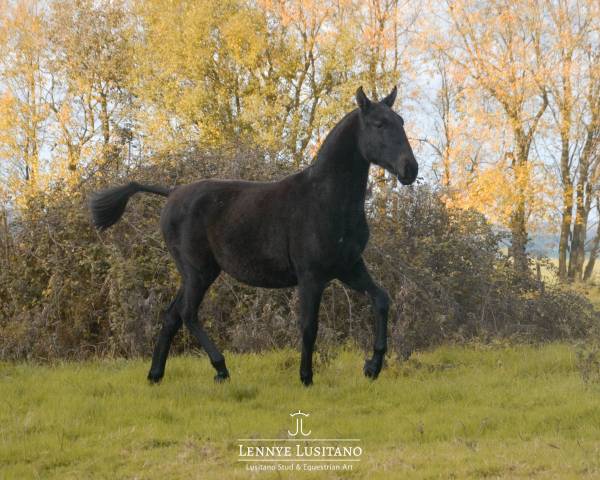 Puledra Lusitano In vendita 2024 Grigio ,  Benjamin da Broa