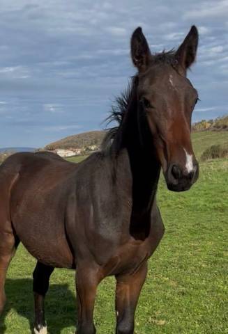 Puledro Sella Francese In vendita 2025 Baio scuro ,  diarado