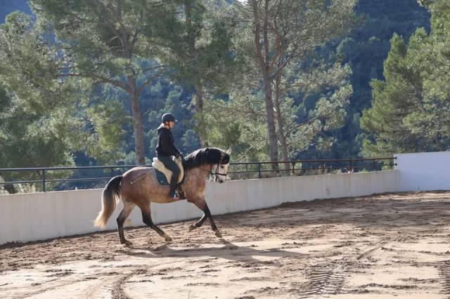 Castrone Origine Non Constatata In vendita 2021 Grigio