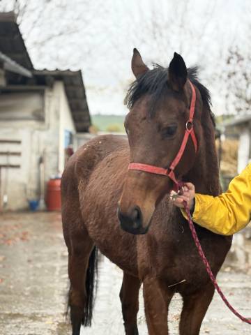 Cavalla Purosangue Inglese In vendita 2020 Baio