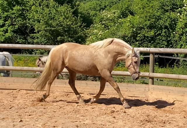 Cavalla PRE Andaluso In vendita 2021 Palomino