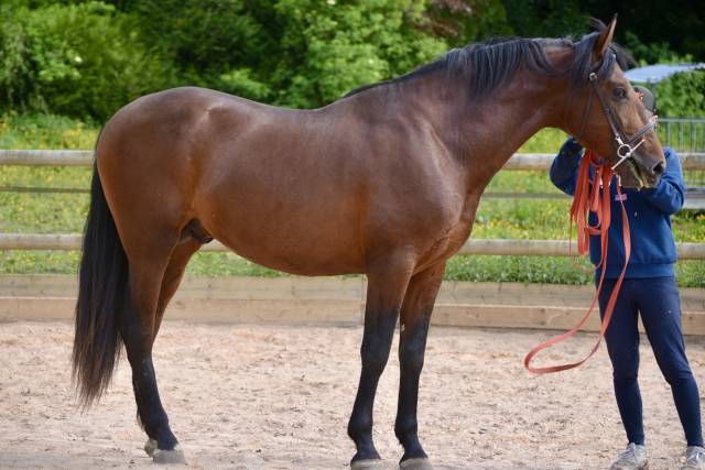 Castrone PRE Andaluso In vendita 2021 Baio ,  Lucero