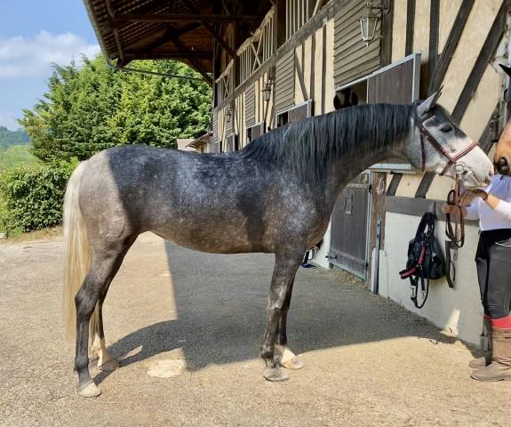 Cavalla PRE Andaluso In vendita 2020 Grigio