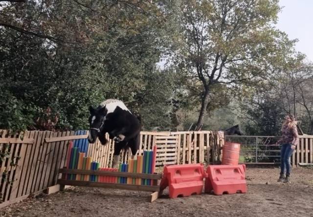 Castrone Origine Non Constatata In vendita 2022 Pezzato