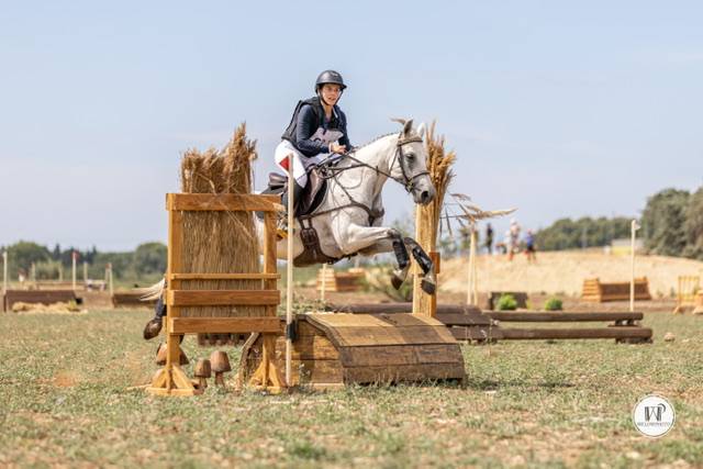 Cavalla Connemara In vendita 2017 Grigio