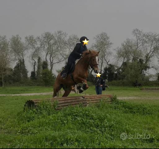 ✨ In vendita – Pony sportivo 7 anni, mantello Tobiano S