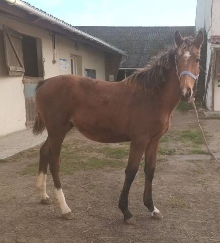 Puledro Sella Francese In vendita 2025 Baio ,  Heracles d'elle