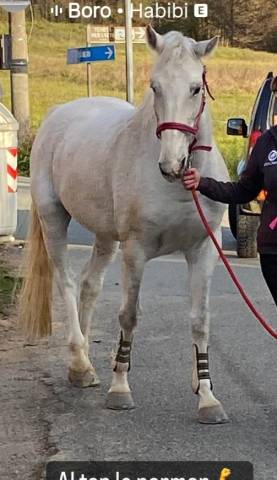 Cavalli per 1 e 2 grado