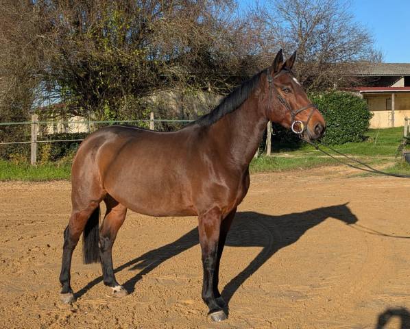 Cavalla Sella Francese In vendita 2016 Baio ,  URANO DE CARTIGNY