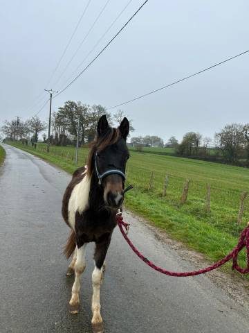 Intero Origine non conosciuta  In vendita 2024 Pezzato