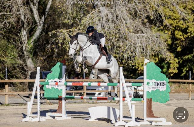 Cavalla Sella Francese In vendita 2019 Grigio
