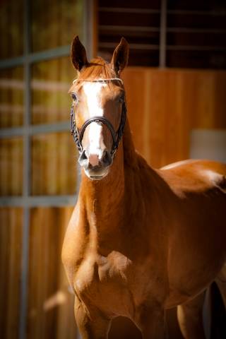 Cavalla Sella Francese In vendita 2022 Sauro